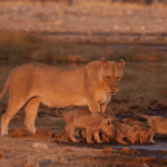 Read more about the article „Südafrika“ – Von Kapstadt zum Kilimanjaro – ein einmaliger 3D Foto-Vortrag